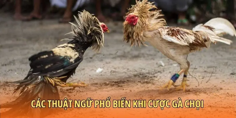 Các thuật ngữ phổ biến khi cược gà chọi