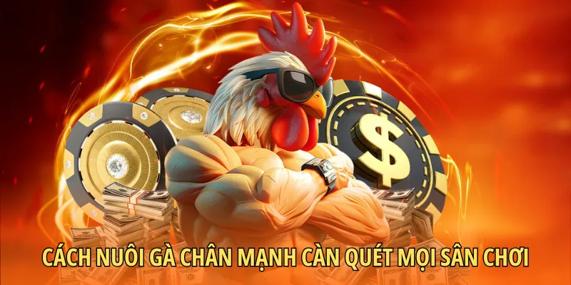 Cách nuôi gà chân mạnh