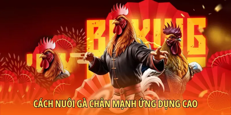 Cách nuôi gà chân mạnh được ứng dụng nhiều