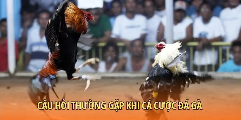 Câu hỏi thường gặp khi cá cược đá gà
