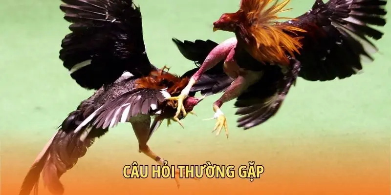 Câu hỏi thường gặp