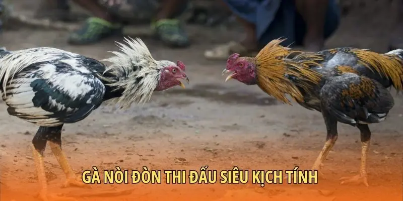 Gà nòi đòn thi đấu siêu kịch tính