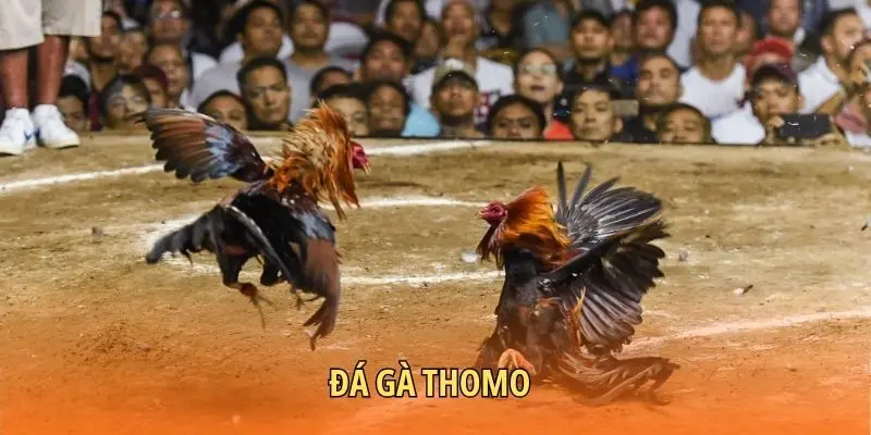 Đá gà Thomo