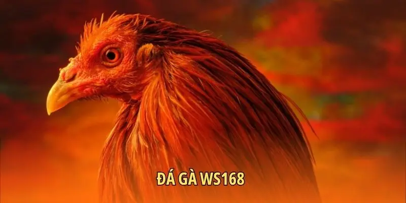 Đá gà Ws168