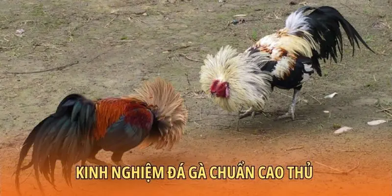 Kinh nghiệm đá gà chuẩn cao thủ