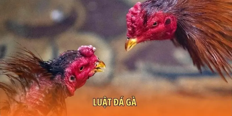 Luật đá gà