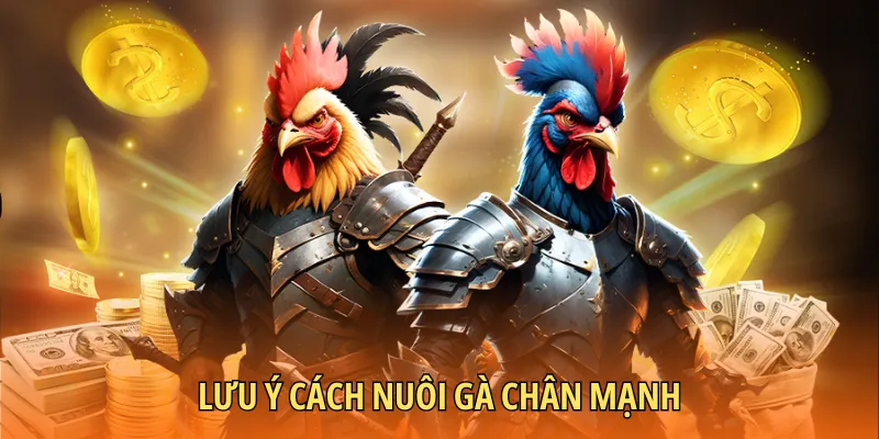 Những điều cần tránh khi nuôi gà chân mạnh