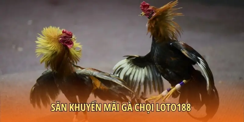 Săn khuyến mãi gà chọi Loto188