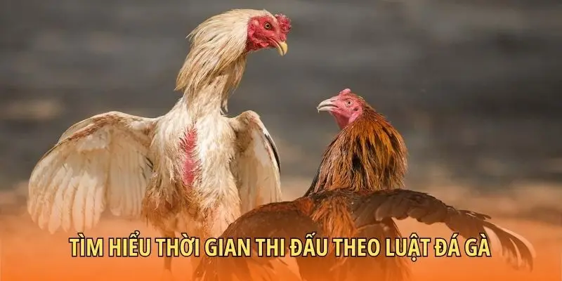 Tìm hiểu thời gian thi đấu theo luật đá gà