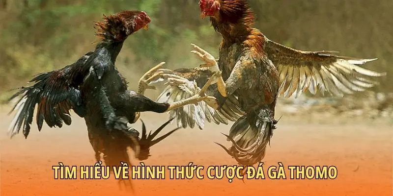 Tìm hiểu về hình thức cược đá gà Thomo