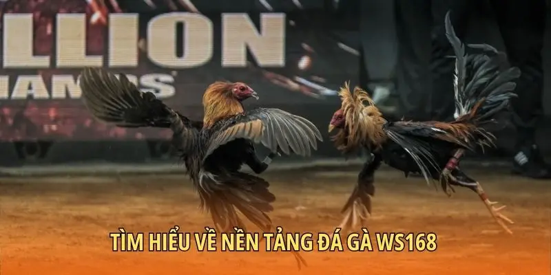 Tìm hiểu về nền tảng đá gà WS168