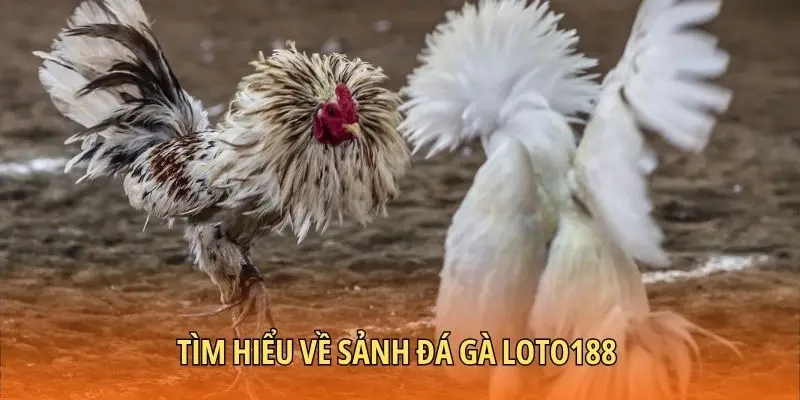 Tìm hiểu về sảnh đá gà Loto188