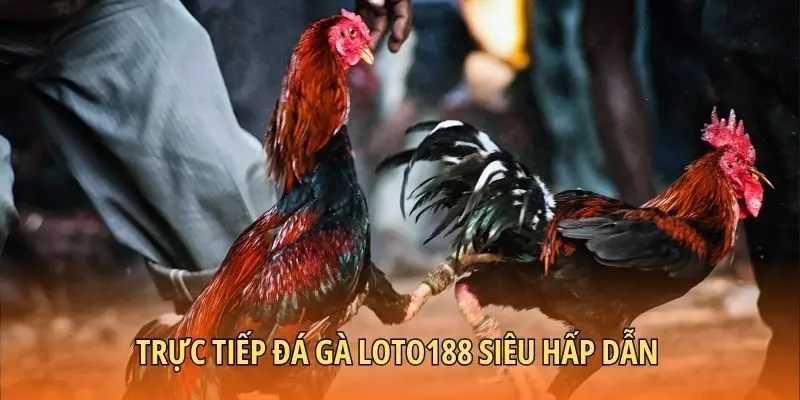 Trực tiếp đá gà Loto188 siêu hấp dẫn