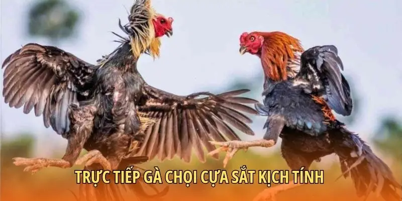 Trực tiếp gà chọi cựa sắt kịch tính