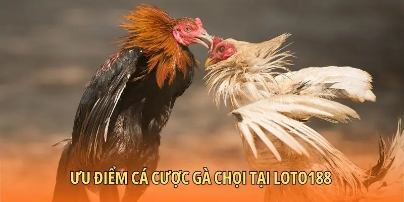 Ưu điểm cá cược gà chọi tại Loto188